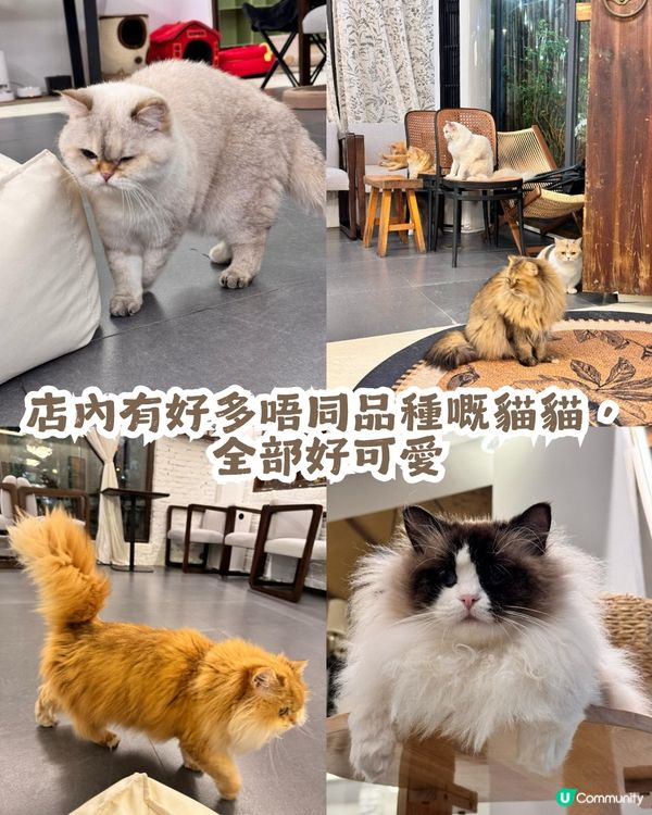 深圳隱世「莫奈花園」貓Cafe - 山林貓咖工坊🐈¥30起打卡花海+25隻貓貓🌸附路線教學