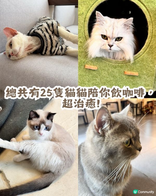 深圳隱世「莫奈花園」貓Cafe - 山林貓咖工坊🐈¥30起打卡花海+25隻貓貓🌸附路線教學