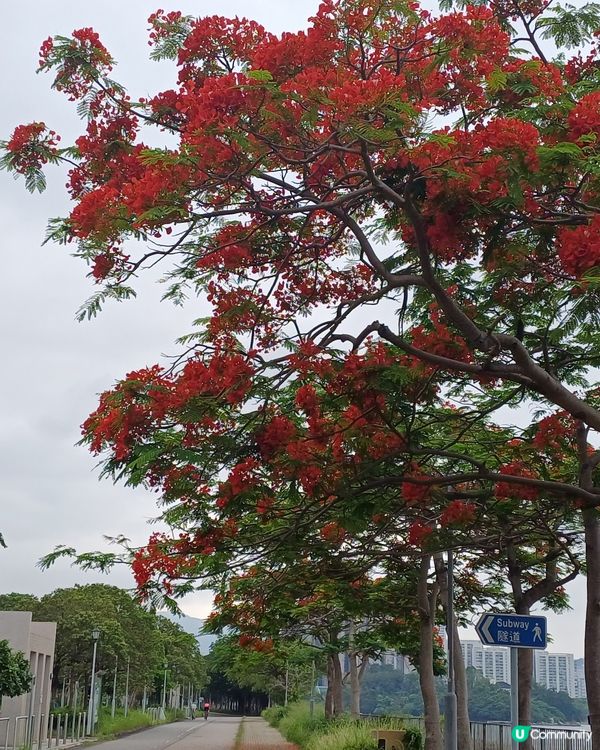 火紅的鳳凰木綻放中