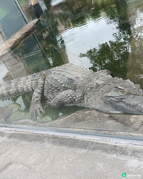 小灣鱷貝貝