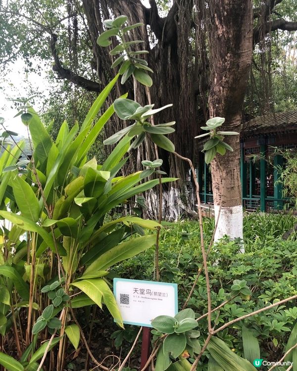 珠海圓明新園