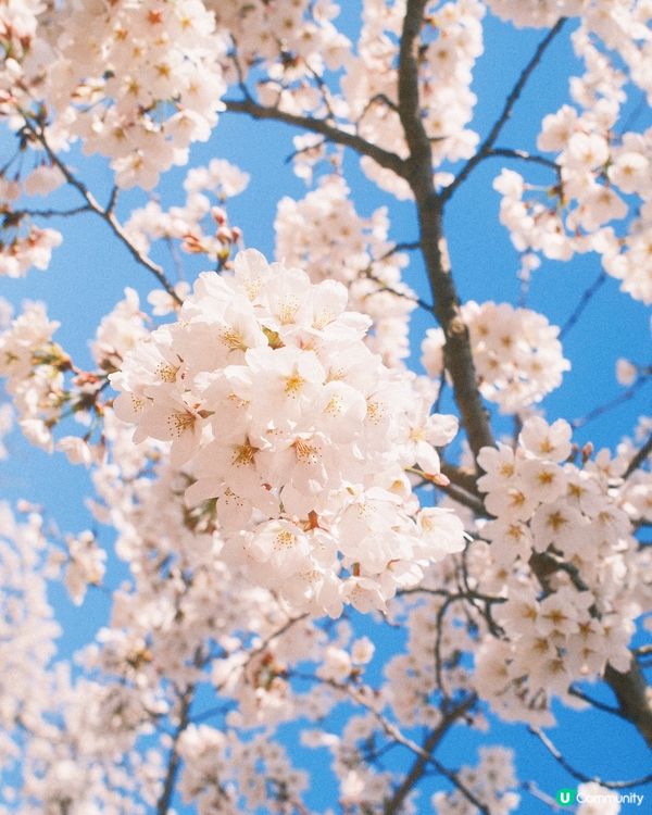 首爾大公園🎠正到爆！無料睇🌸櫻花&動物🌸🐯