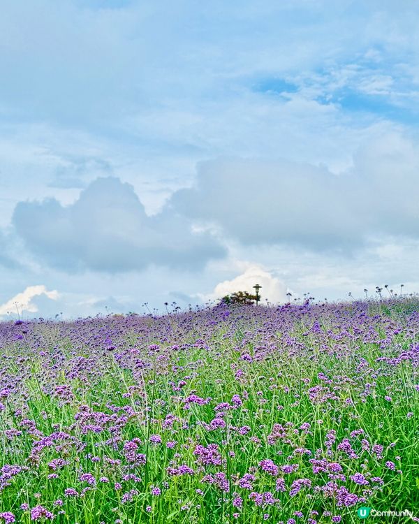 「深圳版普羅旺斯｜超大型浪漫紫色花海」 📸✨