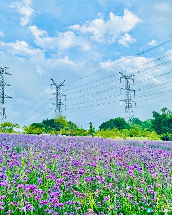 「深圳版普羅旺斯｜超大型浪漫紫色花海」 📸✨