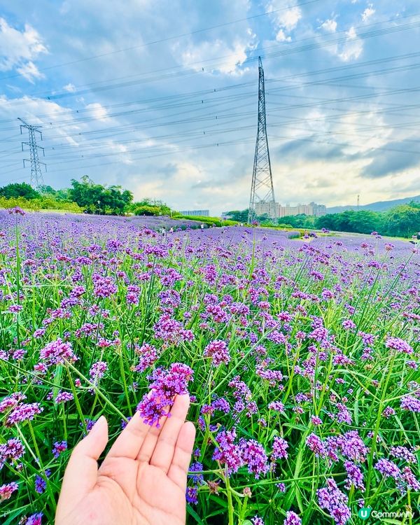 「深圳版普羅旺斯｜超大型浪漫紫色花海」 📸✨