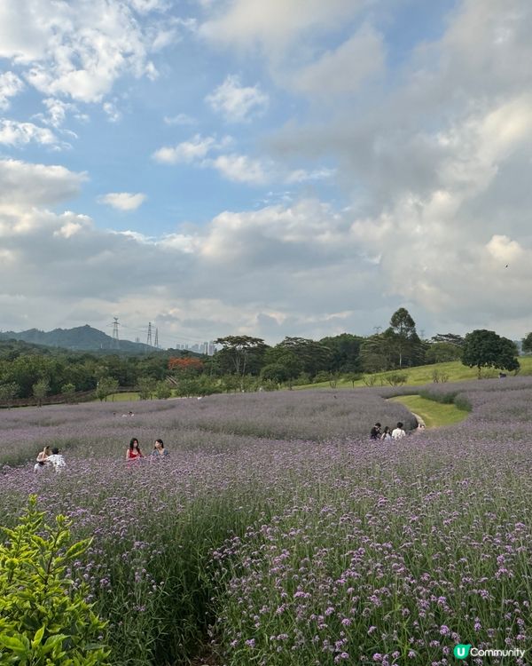 「深圳版普羅旺斯｜超大型浪漫紫色花海」 📸✨