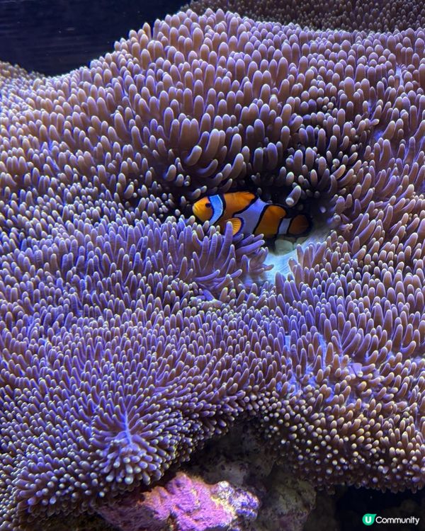 小樽水族館🌊✨ 必去！有餵魚體驗