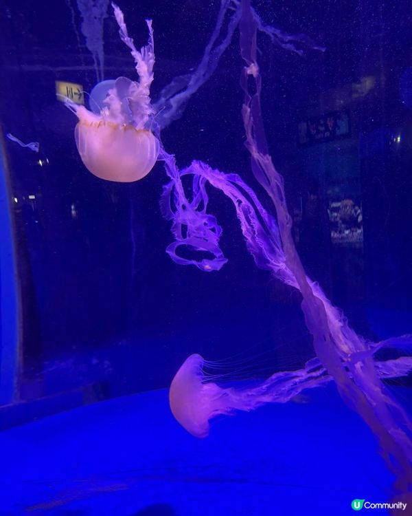 小樽水族館🌊✨ 必去！有餵魚體驗