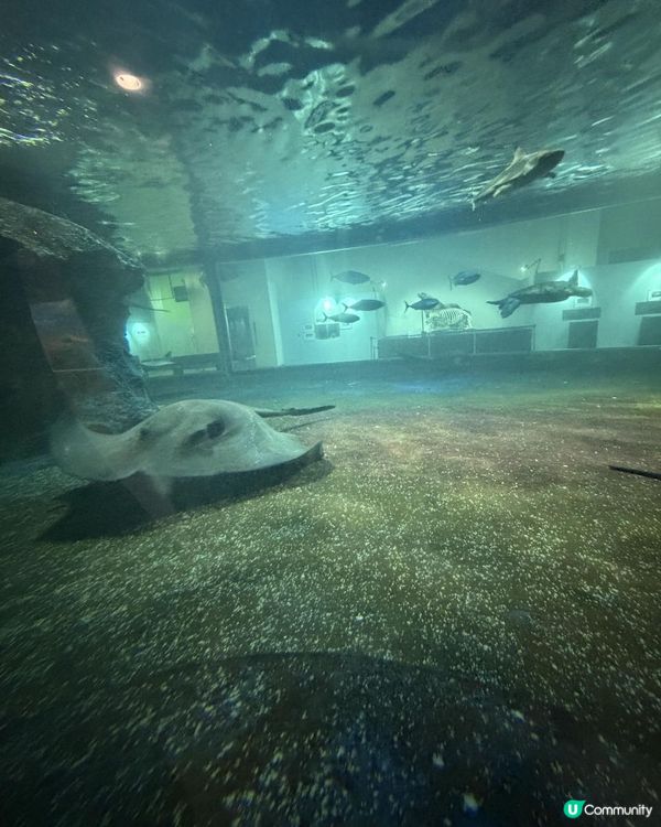小樽水族館🌊✨ 必去！有餵魚體驗