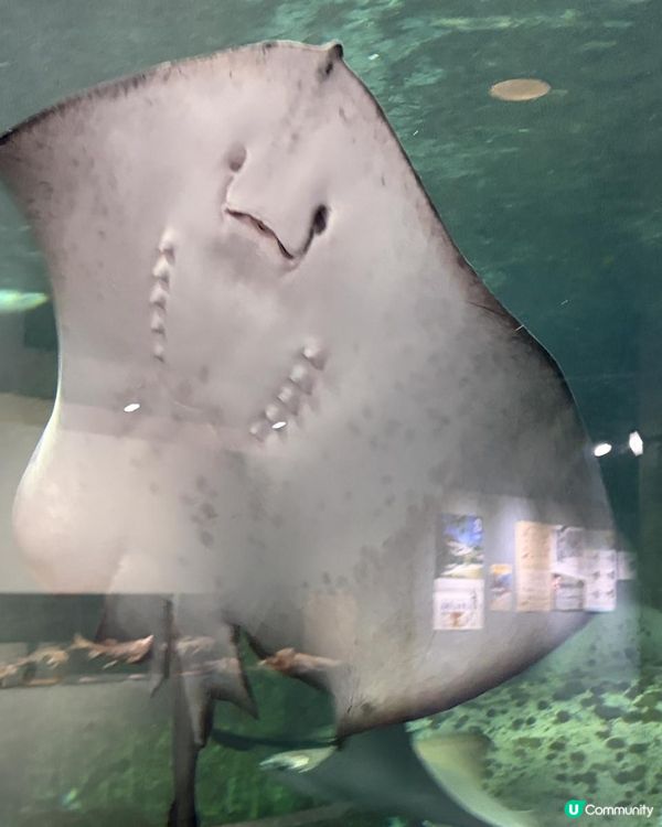 小樽水族館🌊✨ 必去！有餵魚體驗