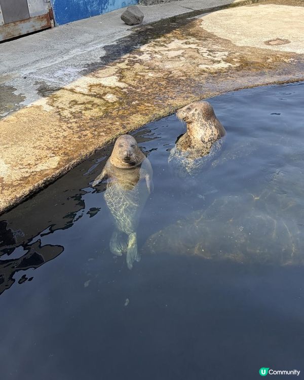 小樽水族館🌊✨ 必去！有餵魚體驗