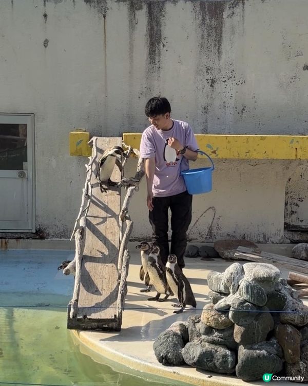 小樽水族館🌊✨ 必去！有餵魚體驗