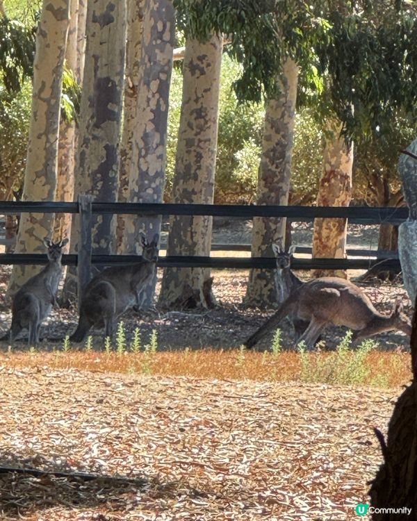 🦘🦘親親袋鼠