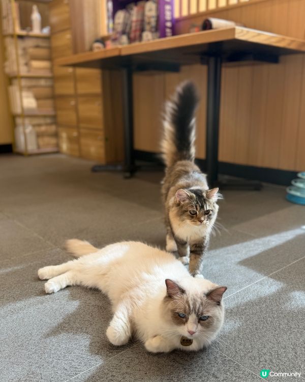 貓奴召喚！🐱🐾 尖沙咀美食新體驗！