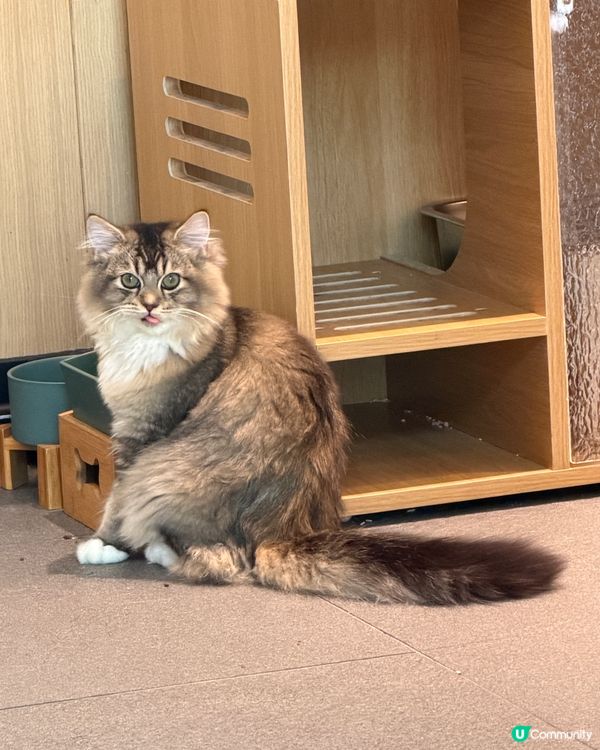貓奴召喚！🐱🐾 尖沙咀美食新體驗！