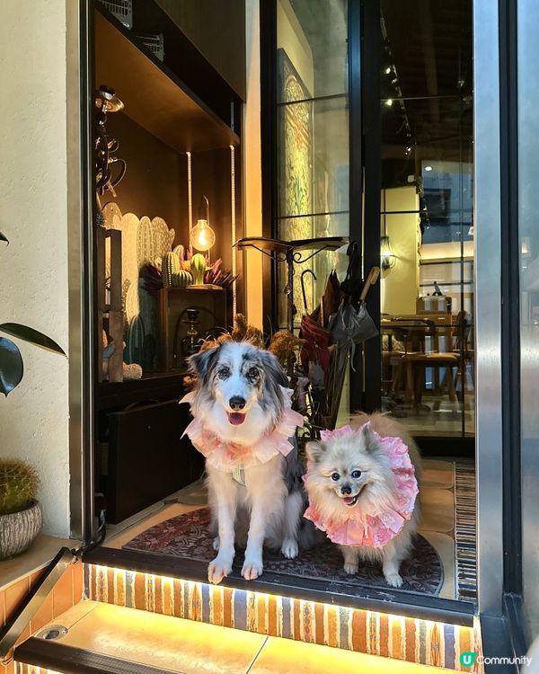 🐶🌵北角寵物友善墨西哥菜|打卡+美食一次滿足😍
