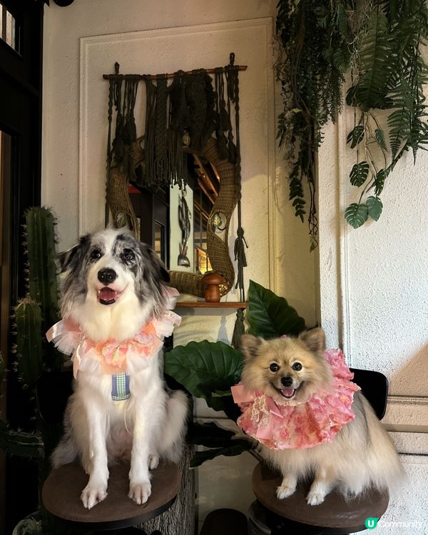 🐶🌵北角寵物友善墨西哥菜|打卡+美食一次滿足😍