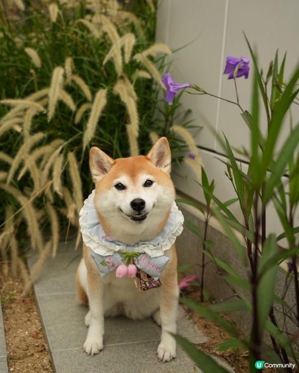 🐶新開人寵共融·紅磡海濱長廊🌊