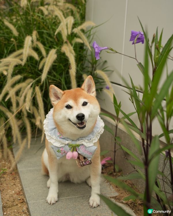 🐶新開人寵共融·紅磡海濱長廊🌊