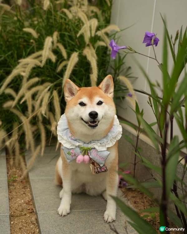 🐶新開人寵共融·紅磡海濱長廊🌊