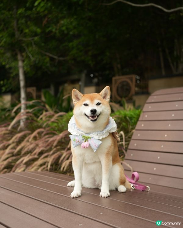 🐶新開人寵共融·紅磡海濱長廊🌊