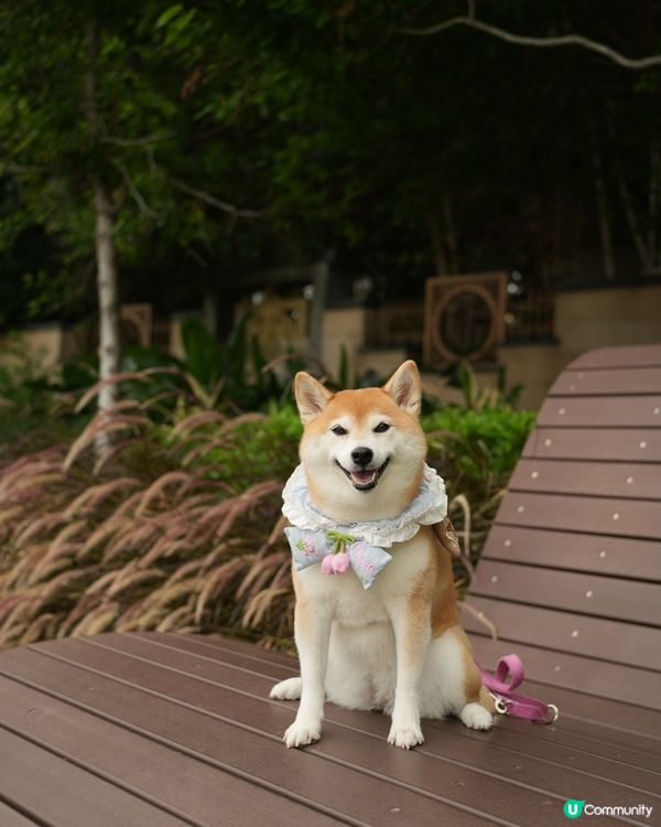 🐶新開人寵共融·紅磡海濱長廊🌊