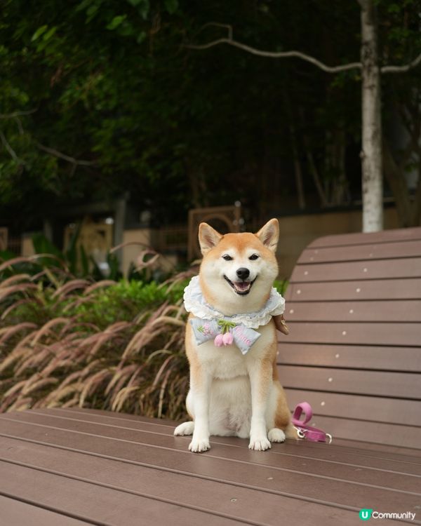 🐶新開人寵共融·紅磡海濱長廊🌊