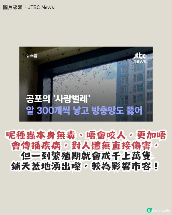 遊韓警報🚨 「愛情蟲」災情提早爆發！5招預防成為昆蟲大軍襲擊目標！