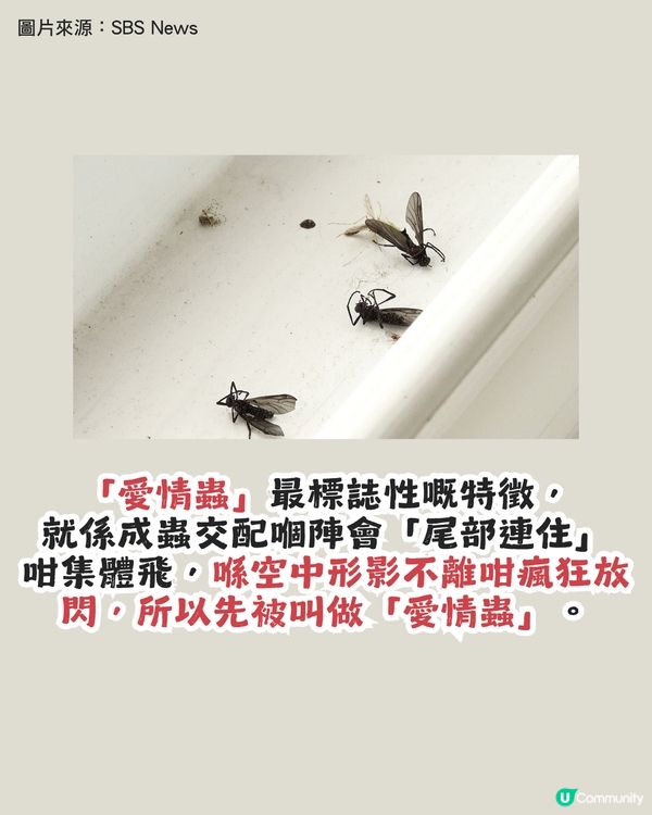 遊韓警報🚨 「愛情蟲」災情提早爆發！5招預防成為昆蟲大軍襲擊目標！
