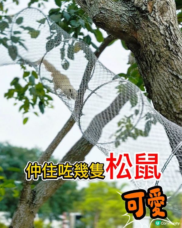 星樂度露營小鎮～住露營屋