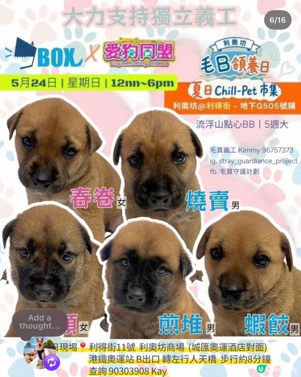 一齊領養小毛孩！🐶🐱💖領養不購買