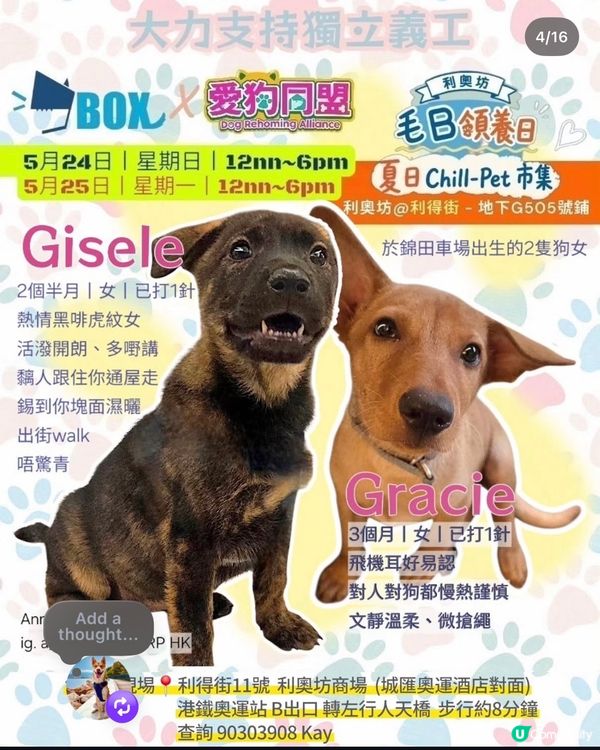 一齊領養小毛孩！🐶🐱💖領養不購買