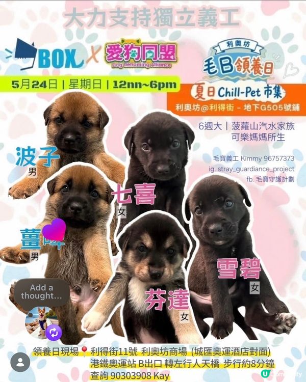 一齊領養小毛孩！🐶🐱💖領養不購買