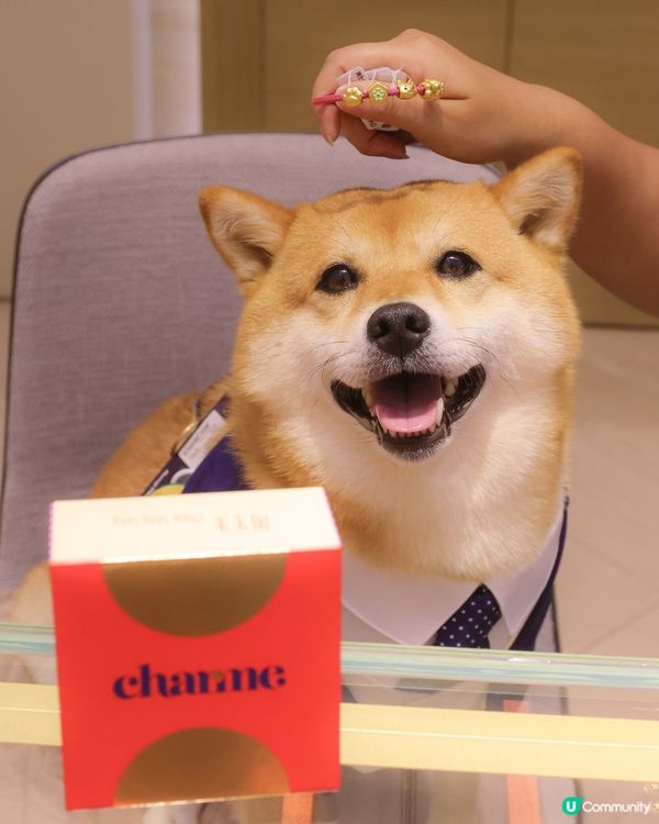  Charme 寵物系列黃金串珠