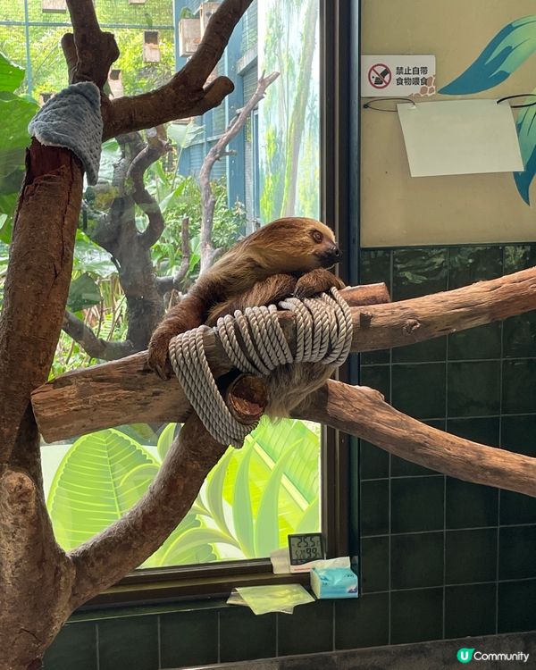 🦥 佢叫米婭,係清遠長隆嘅樹懶媽媽｡