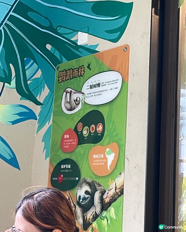 🦥 佢叫米婭,係清遠長隆嘅樹懶媽媽｡