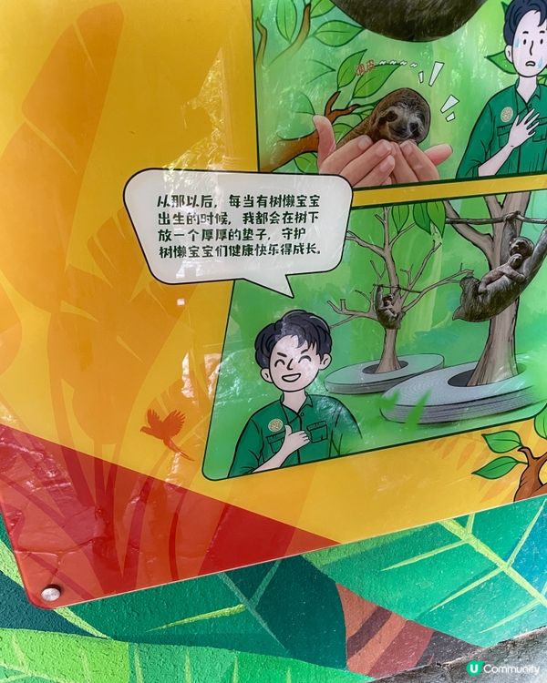 🦥 佢叫米婭,係清遠長隆嘅樹懶媽媽｡