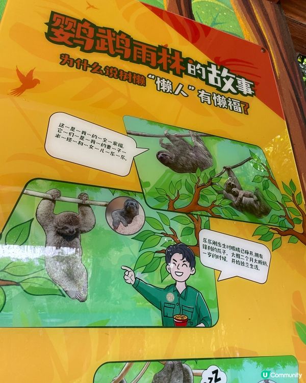 🦥 佢叫米婭,係清遠長隆嘅樹懶媽媽｡