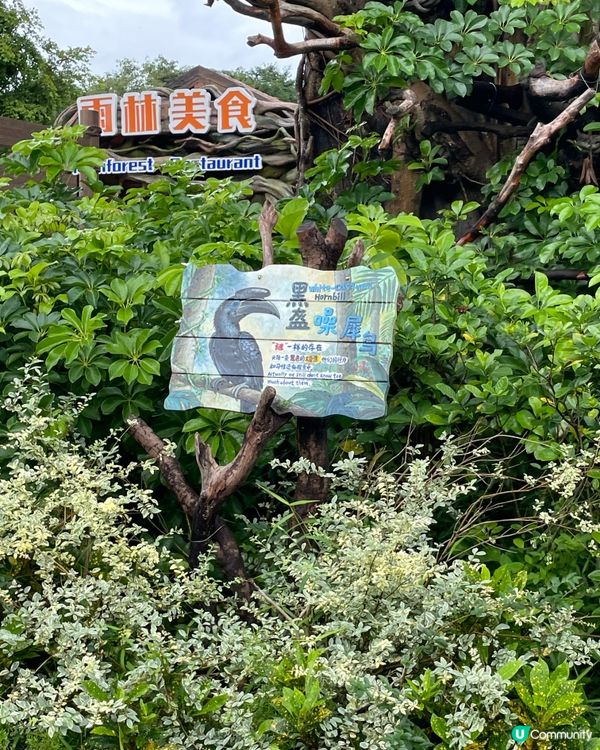 🪶 森林裡最搶眼嘅存在,一定係佢——犀鳥