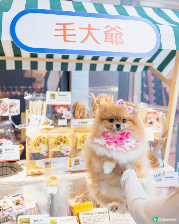 週末好去處！浪浪領養+市集！🐶🥳