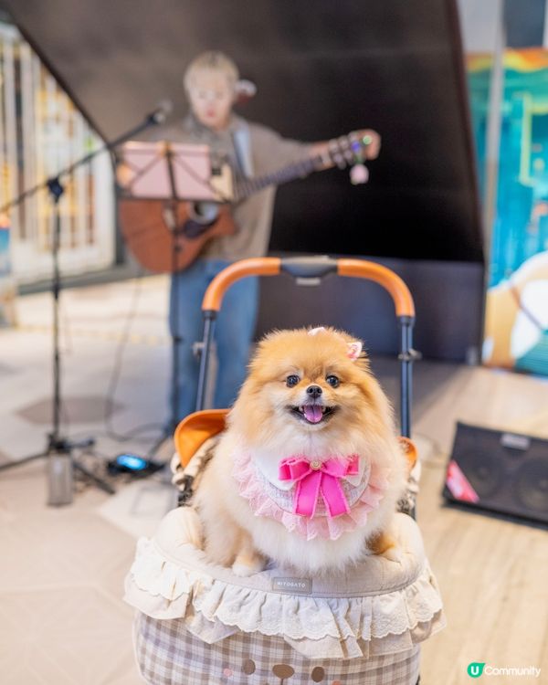 週末好去處！浪浪領養+市集！🐶🥳