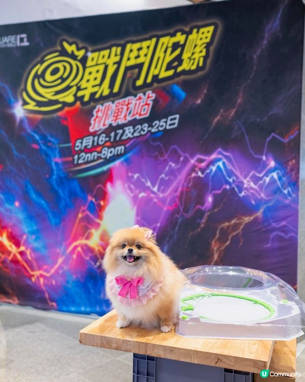 週末好去處！浪浪領養+市集！🐶🥳