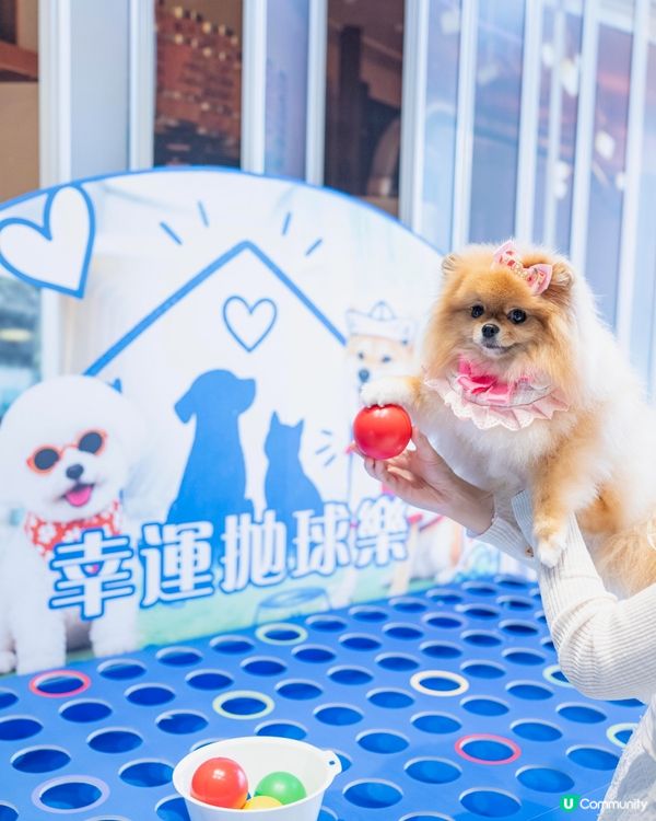 週末好去處！浪浪領養+市集！🐶🥳