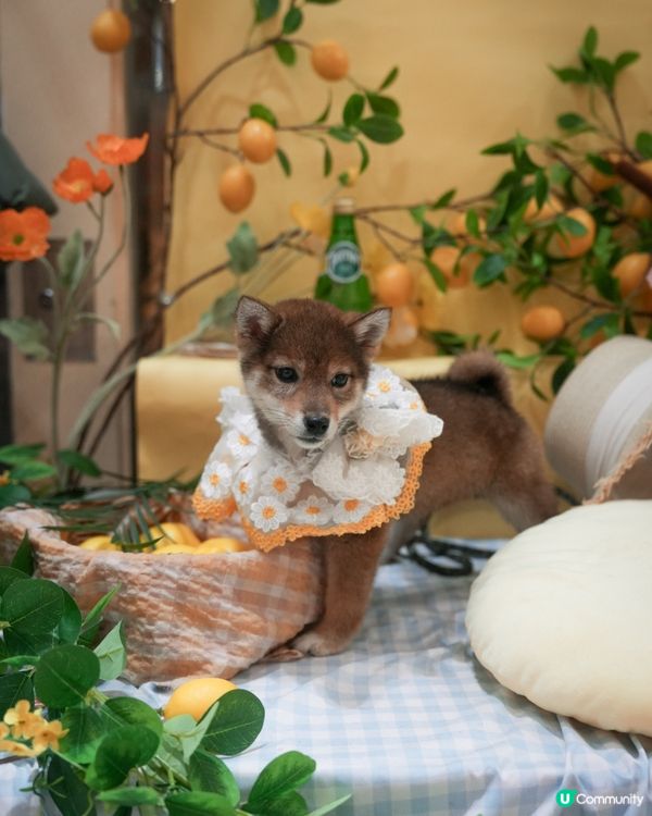 胡麻柴犬