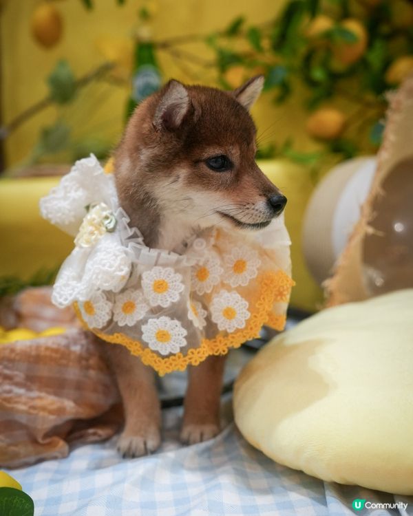 胡麻柴犬