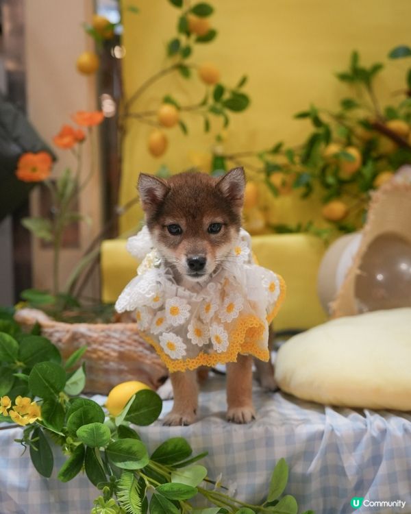 胡麻柴犬