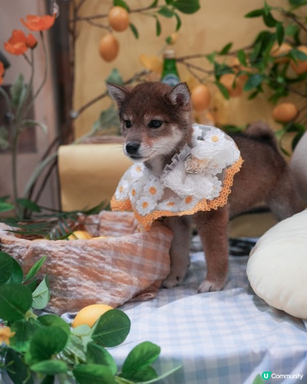 胡麻柴犬
