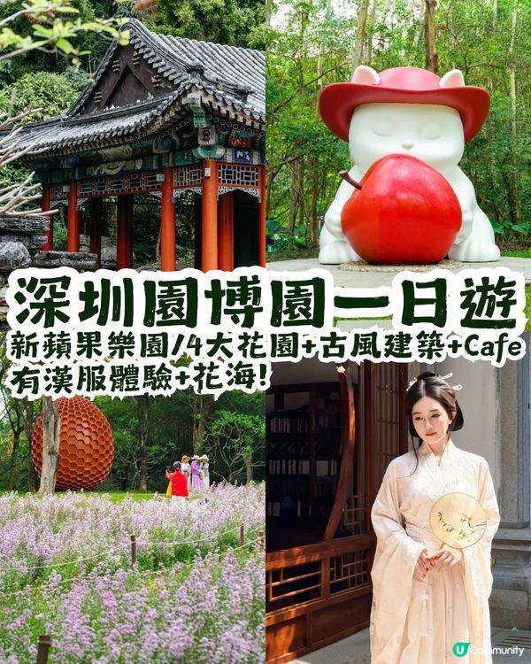 深圳園博園慢一日遊😌荷蘭菊紫色花海/新蘋果樂園/4大國際花園/漢服體驗/4大Cafe