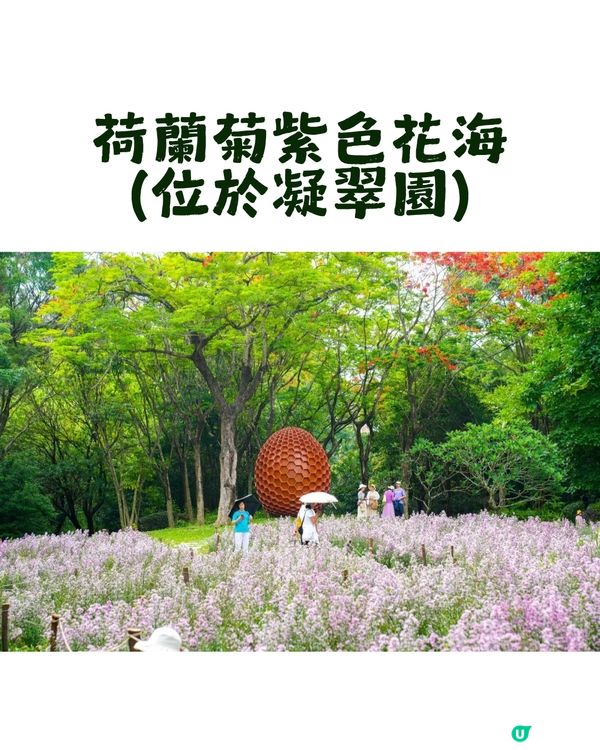 深圳園博園慢一日遊😌荷蘭菊紫色花海/新蘋果樂園/4大國際花園/漢服體驗/4大Cafe