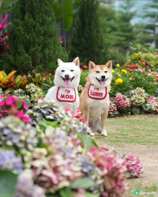 花 